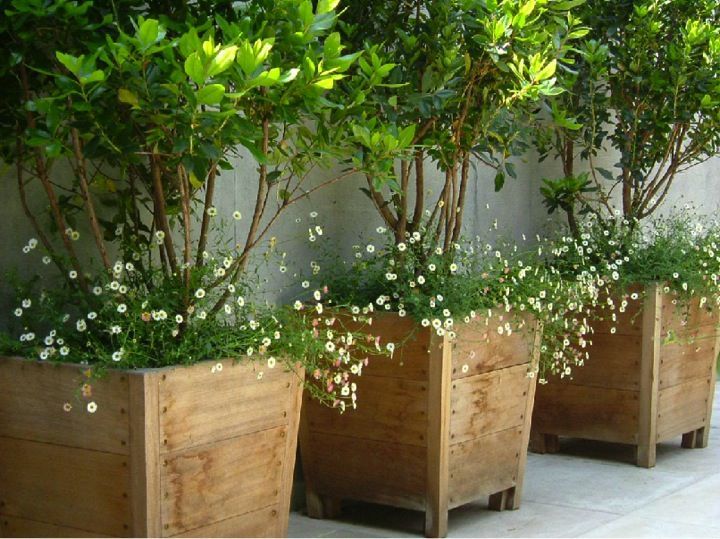 Potted Plant Ideas for Patios and Deck- Amazing Deck